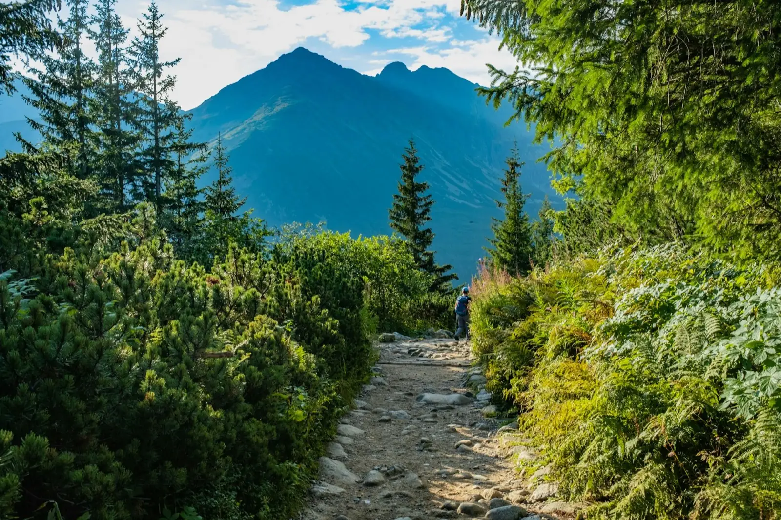 A hiker on a rocky trail winding up toward a dramatic mountain peak through green pines